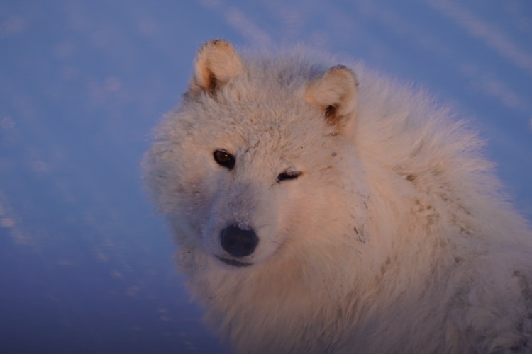An arctic wolf almost winks, peering at the camera