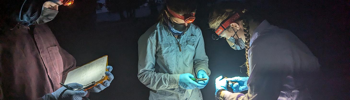 The WEB lab bat field team measuring morphometrics and fitting an identification band on a little brown bat