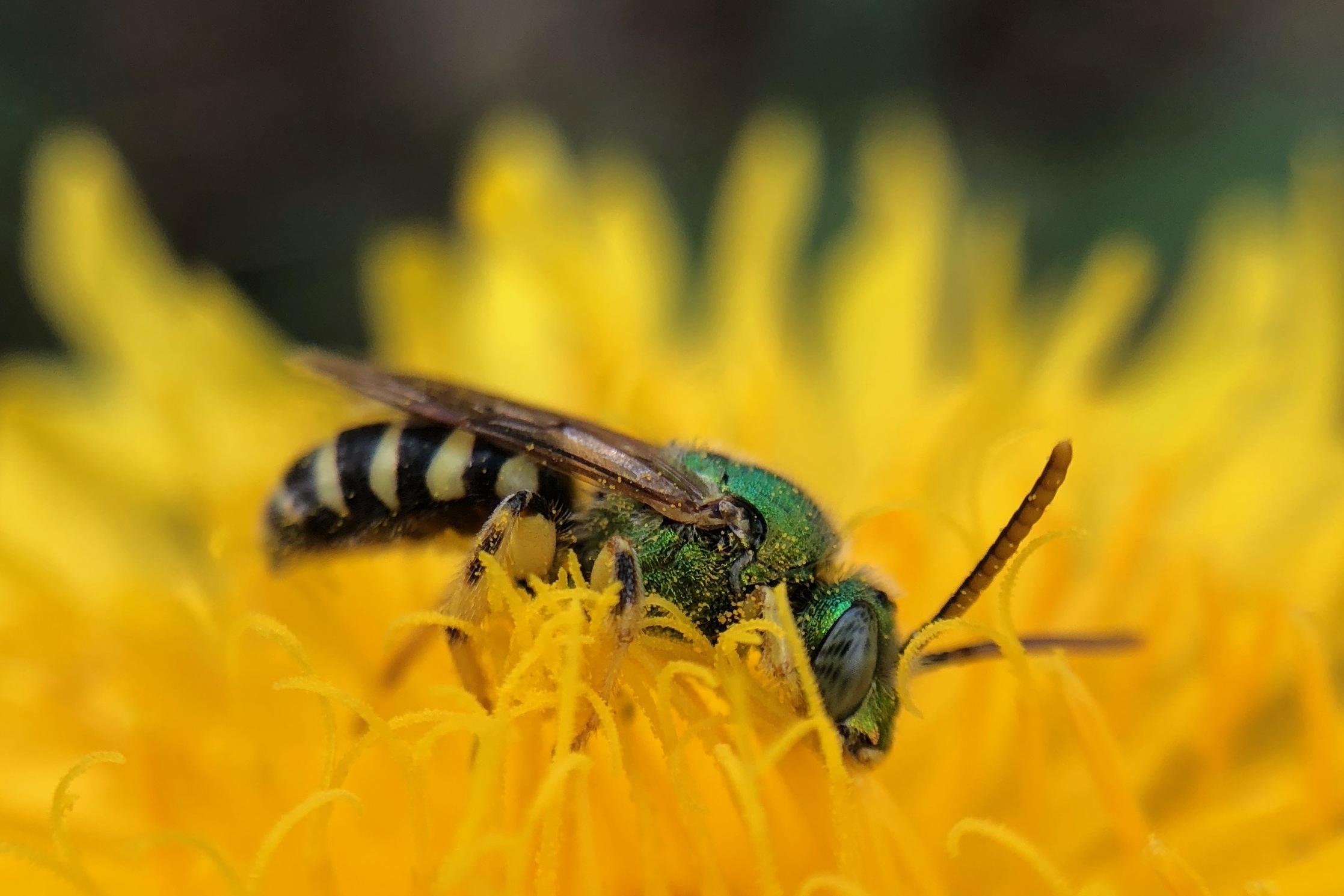 Bee pollinating on a yellow flower