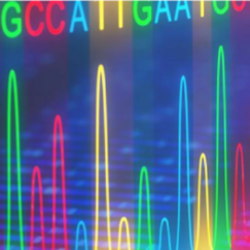 Image of a Sanger Sequencing analyzing data