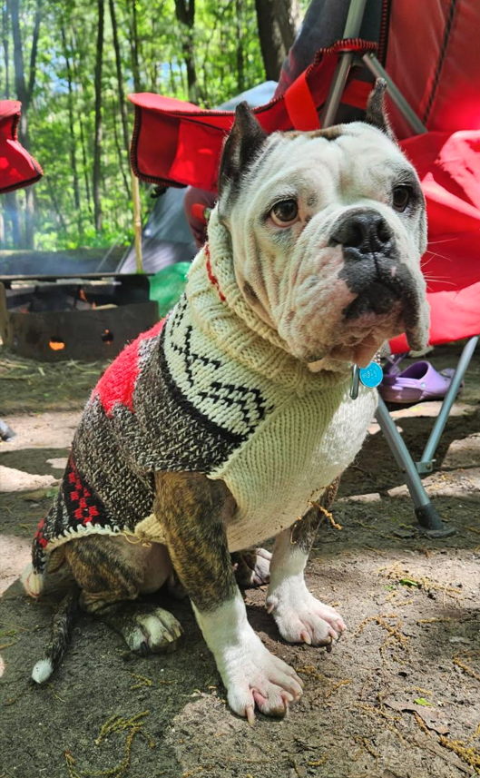 Cool Bulldog mix, not enjoying the cold Victoria day weekend