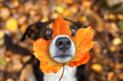 Dog in leaves