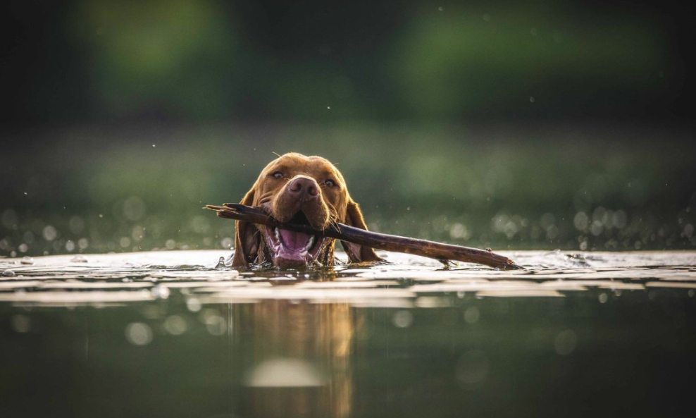 Dog retrieving stick swimming in lake