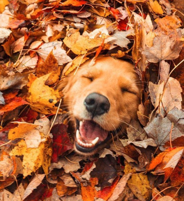Dog smiling, covered in leaves
