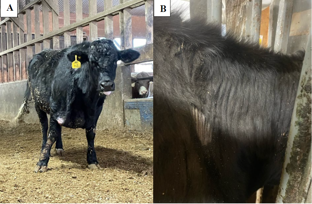 Figures 1.  Affected steer with excessive loose folds of skin. A. Excessive loose skin on the forehead and right brisket region.  B. Left side of the neck with highly folded skin and focus of erosion.