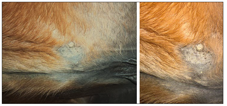 Photo of skin lesion on the ventral absomen of a 16 year old Thoroughbred mare.