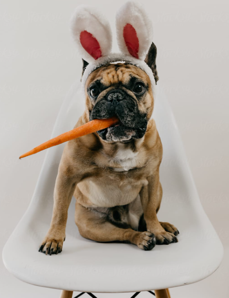 Easter bulldog eating a carrot