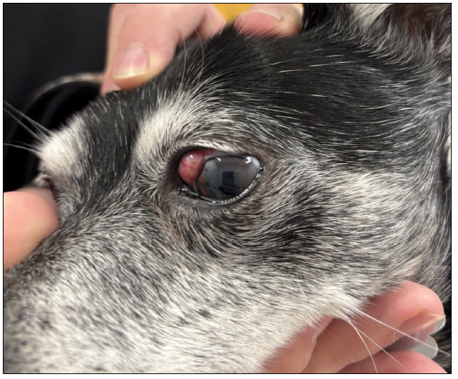 Figure 1. Conjunctiva, left globe. A smooth, pink-red, well-circumscribed, sessile mass arises from the dorsomedial conjunctiva of the left eye.