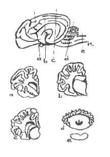 Illustration of important parts of brain to be included in histology