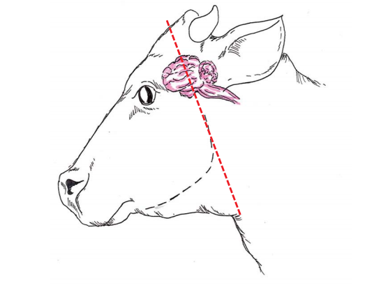 Diagram of cow profile indicating where to cut