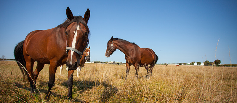 Two horses in field at Arkell Equine facility