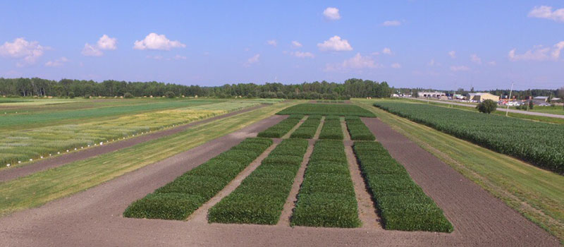 image of crop plots at Emo Research Station