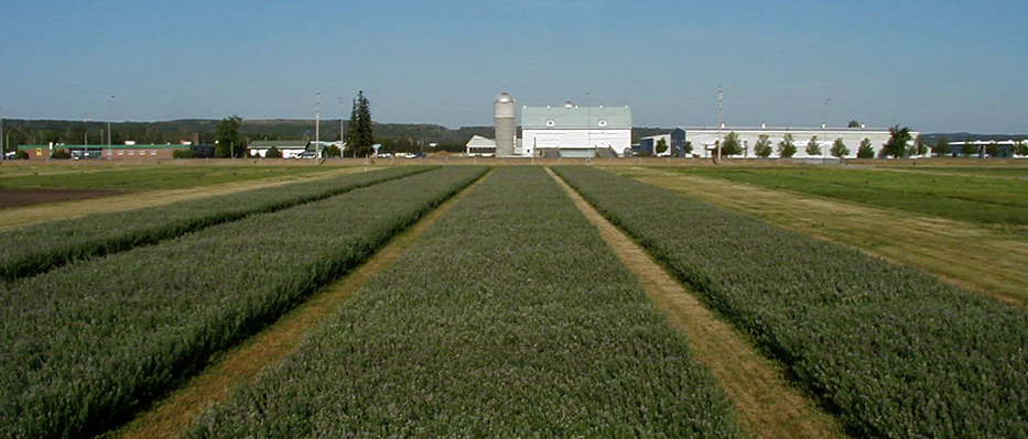 Image of crop fields at New Liskeard Research Station