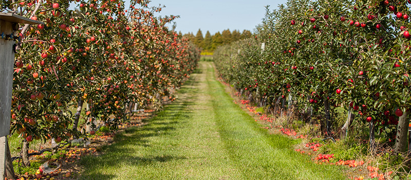 Image of tender fruit tree orchard