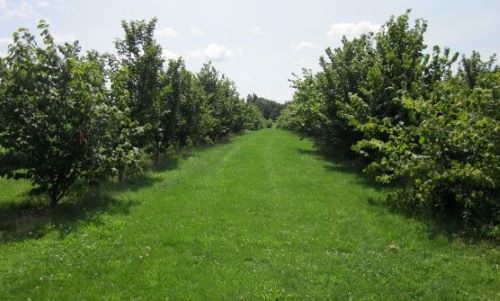 Hazelnuts grown at Simcoe Research Station