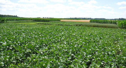 Crops at the Elora research centre