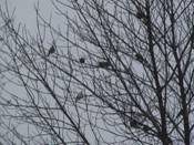 American Robin with pied leucism with flock in tree