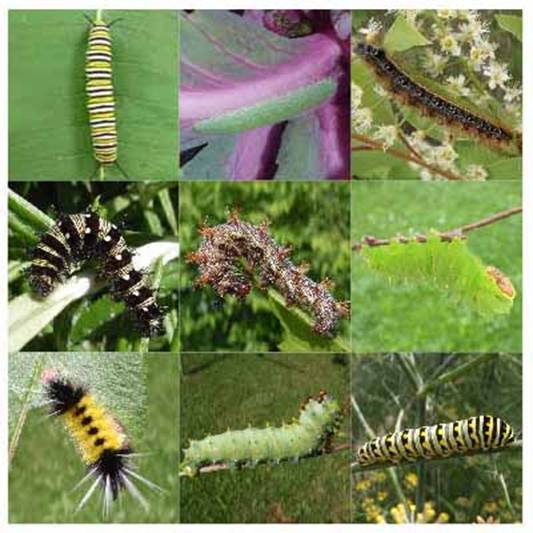 Caterpillar Quiz