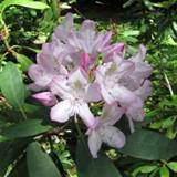 Catawbiense Rhododendron