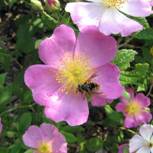 Prairie Rose and Hover Fly