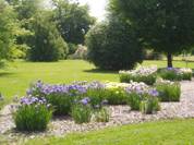 Irises in Park in Garden