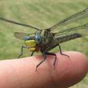 Unicorn Clubtail Dragonfly