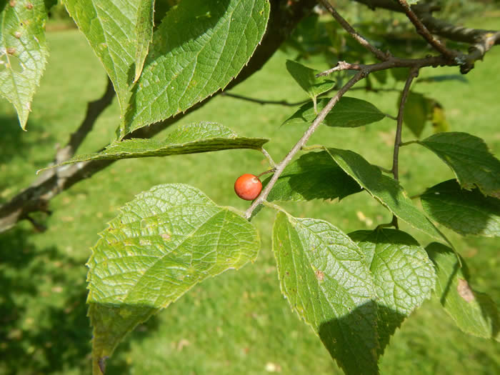 Dawrf Hackberry Tree Berry