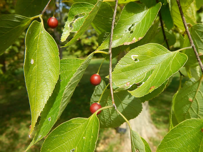 American Hackberry Berries