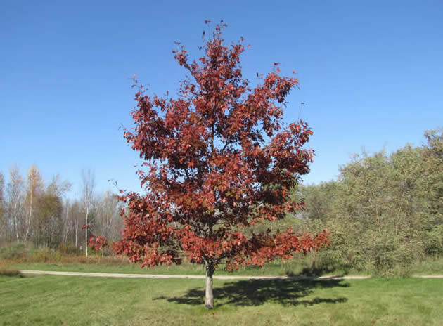 Red Oak Tree