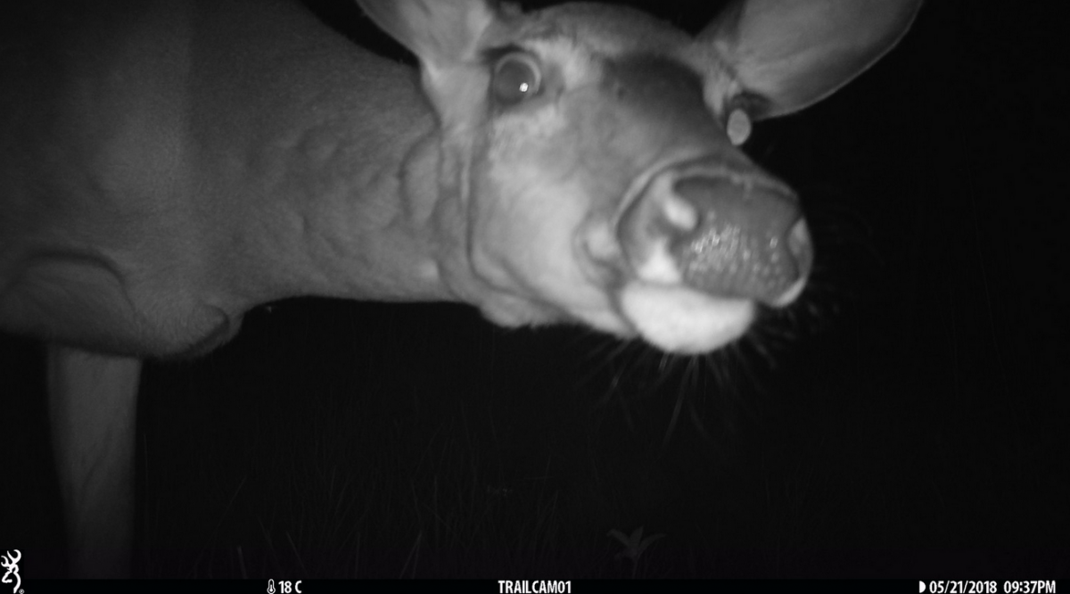 A curious deer looks into the camera at night.
