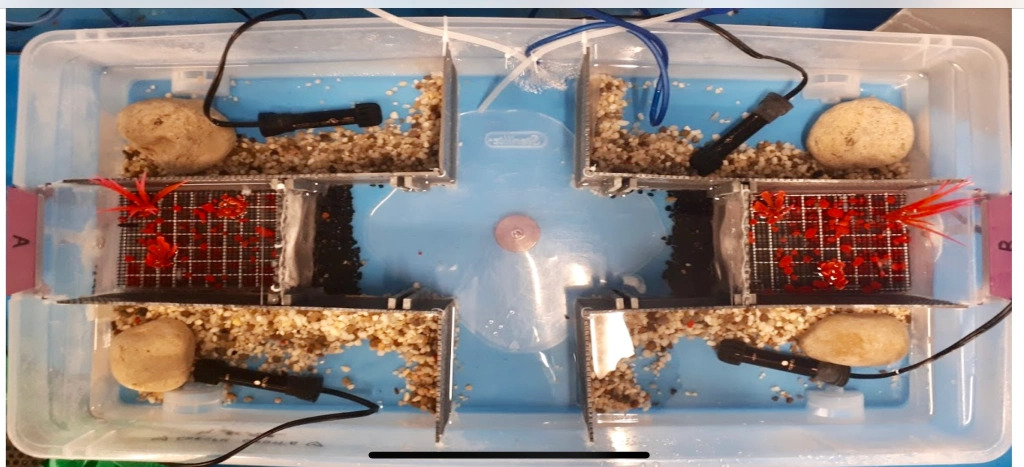 Fish tank with gravel