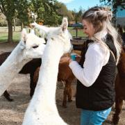 Sydney Pearce with two white llamas