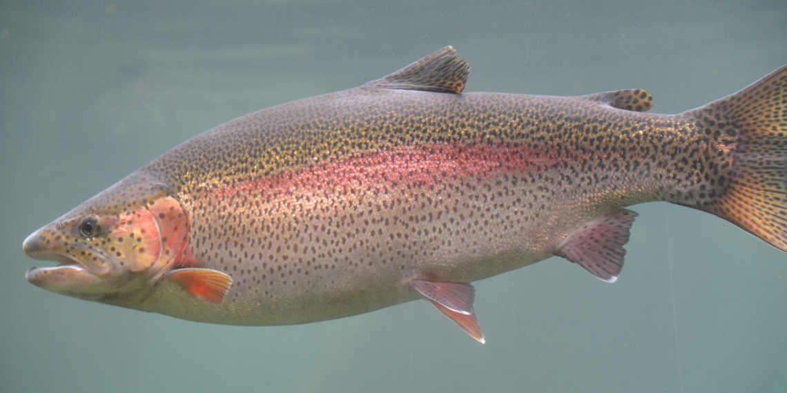 rainbow trout