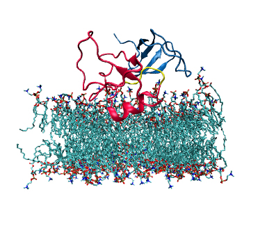 Computer visualization of proteins involved in myelin formation (image courtesy of G. Harauz)