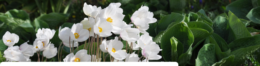 Flowers in the Conservatory Gardens