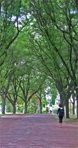 Reynolds Walkway