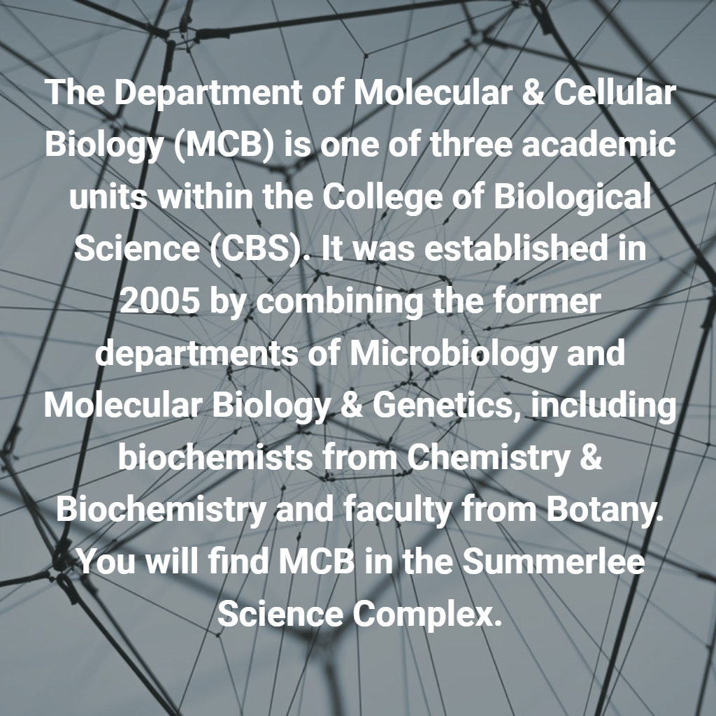 The Department of Molecular & Cellular Biology (MCB) is one of three academic units within the College of Biological Science (CBS). It was established in 2005 by combining the former departments of Microbiology and Molecular Biology & Genetics, including biochemists from Chemistry & Biochemistry and faculty from Botany. You will find MCB in the Summerlee Science Complex.