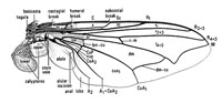 morphology