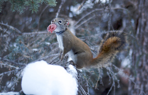 A female red squirrel moves a newborn pup to a new nest.