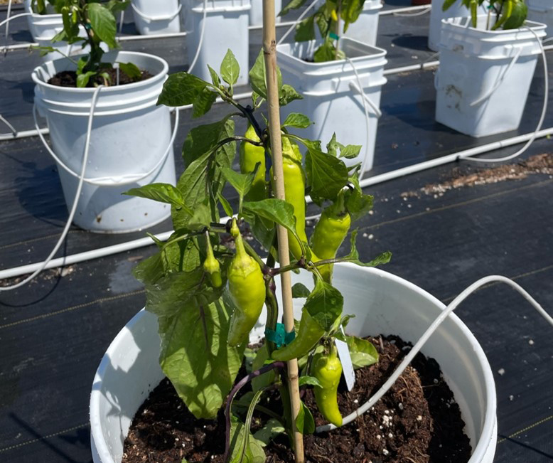 Green peppers being grown in white buckets.