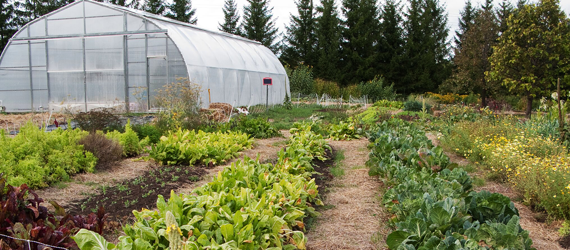 View of a green house with a plot of vegetables growing beside it. 