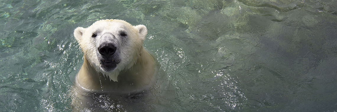 A close up of a polar bear in water.