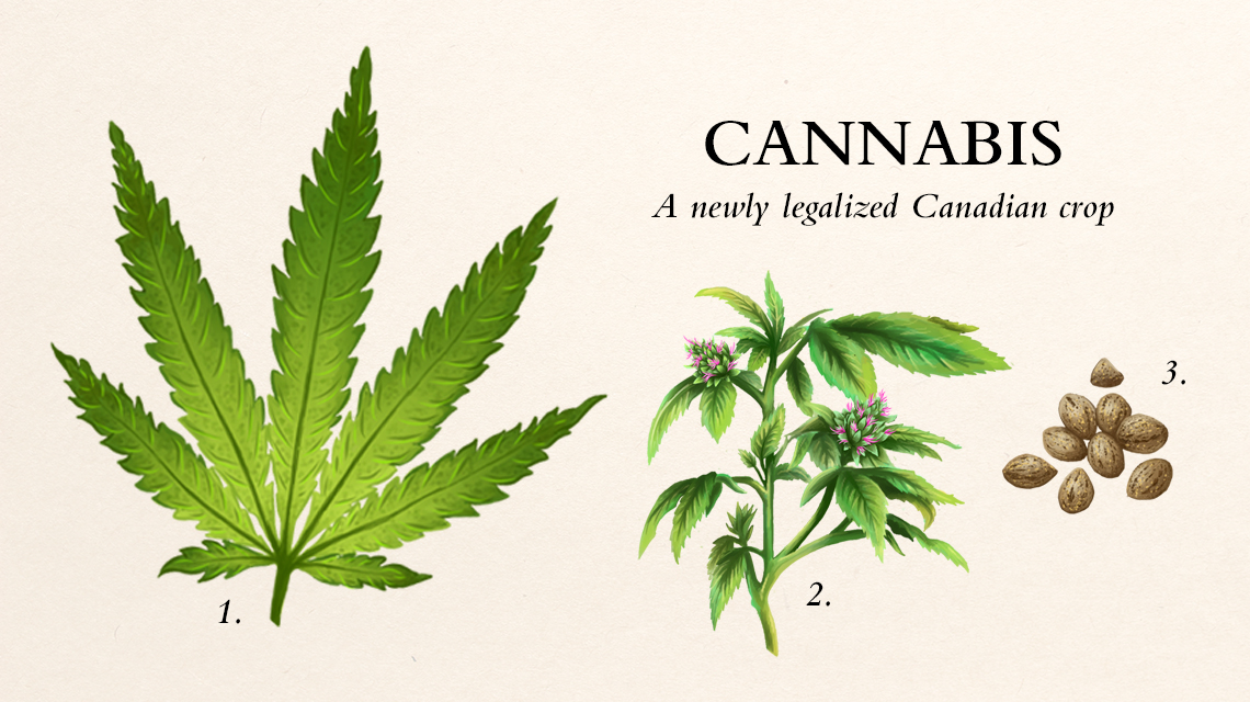 A cannabis plant diagram.