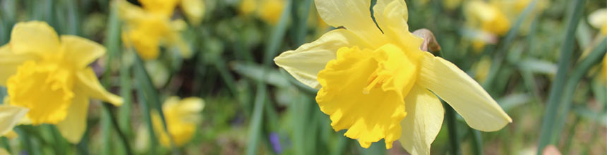 close up image of daffodil bloom