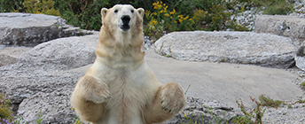 A polar bear stands up.