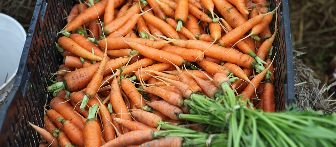 A crate full of carrots.