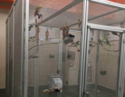A metal aviary holding several birds and sticks