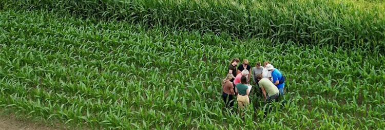 An aerial view of a group of researchers in a green crop field.