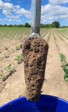 Soil sample on a spade.