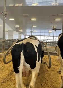 A rearview of a black and white dairy cow